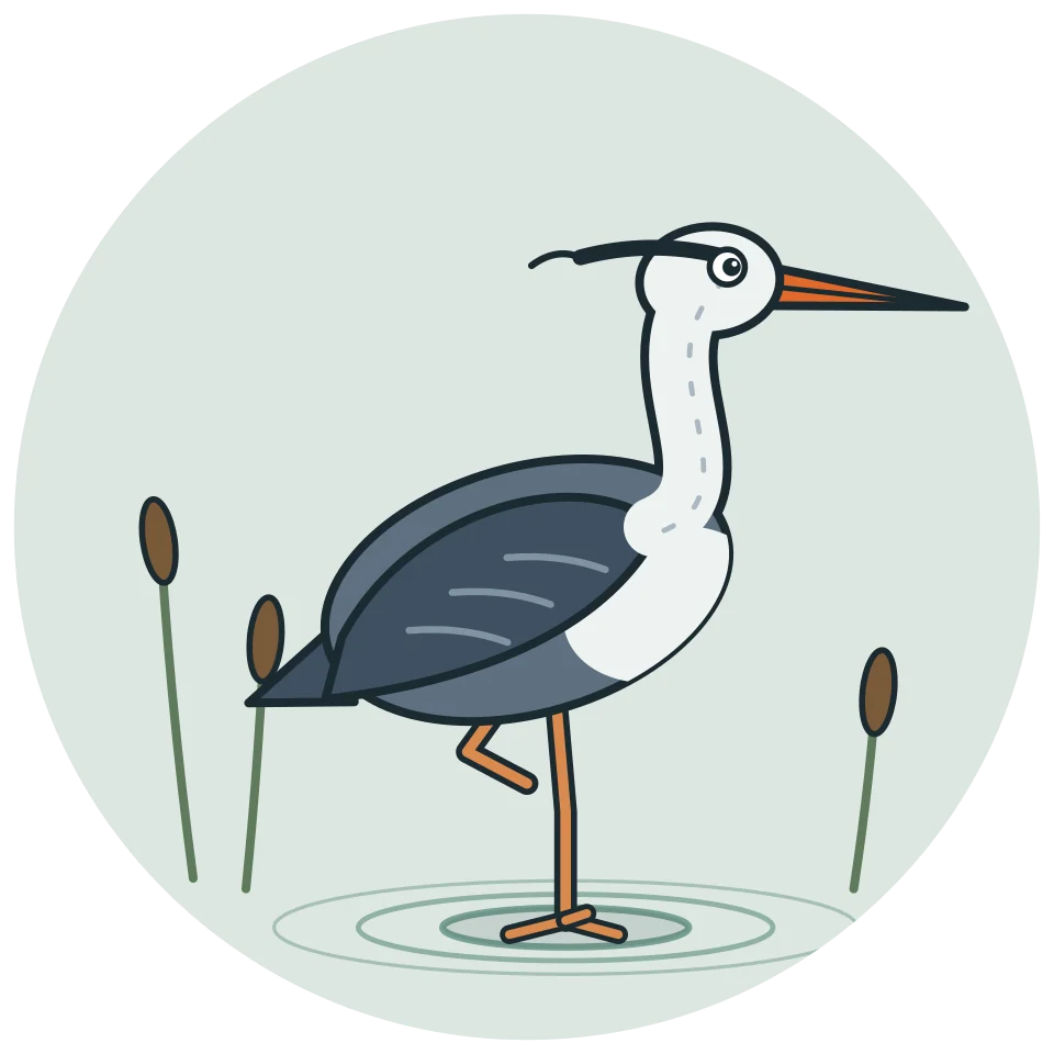Wade, the heron mascot of The Optimal Form Times, standing on one leg in still water